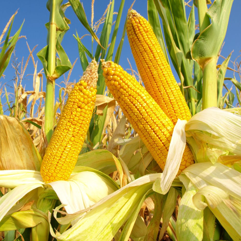 Sources for Bio-based plastics corn