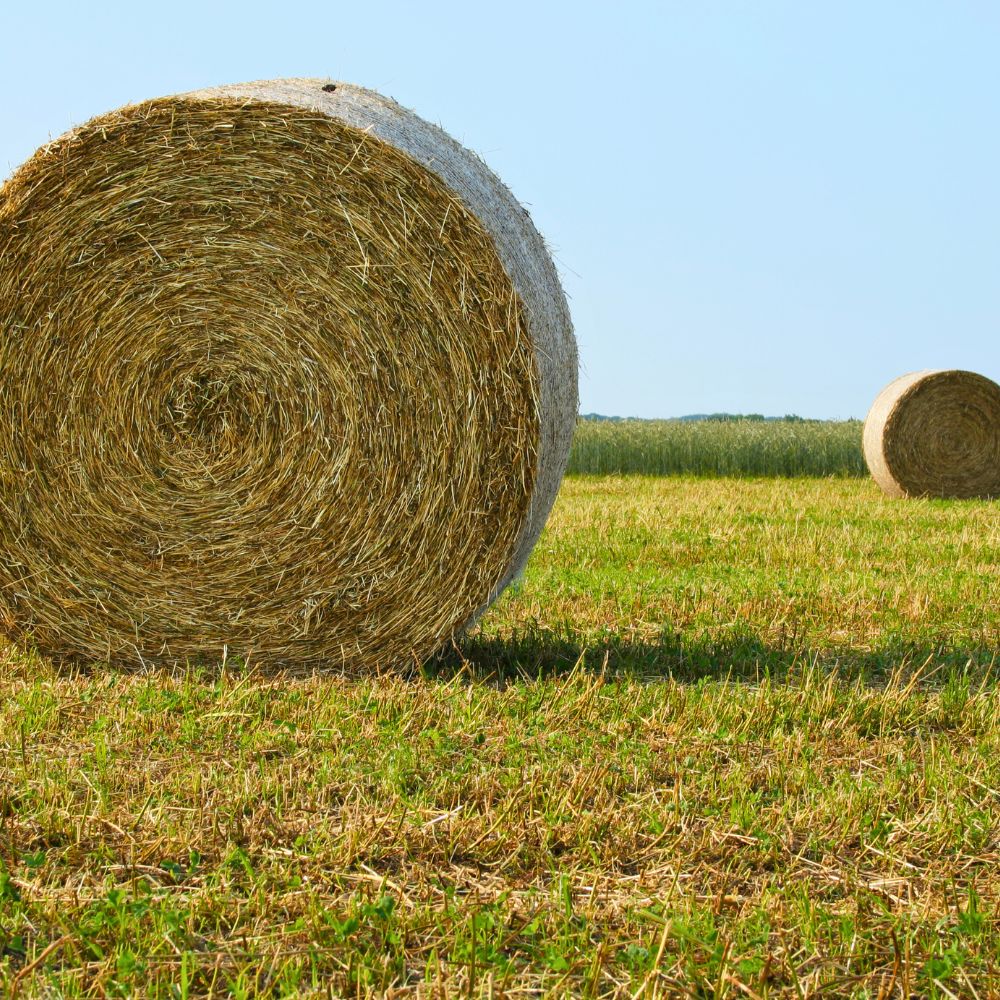 Sources for Bio-based plastics hay